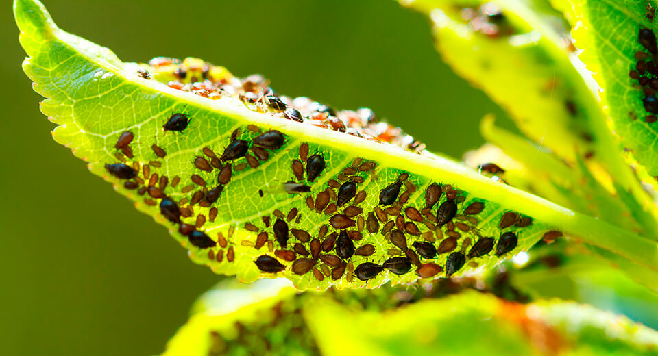 Recursos Naturales :: Sobre Las Plagas Y Su Control